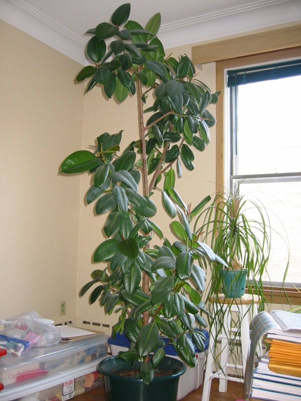 Rubber Plant - Air purifying Plant
