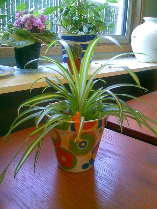 Spider Plant - Air purifying Plant