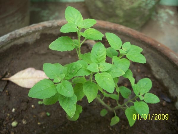 Tulsi Plant - Air purifying Plant