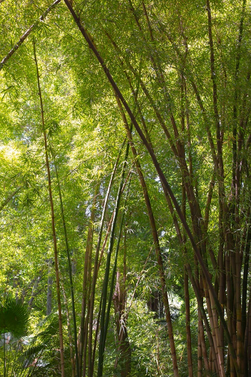 Bamboo Near the Entrance Door