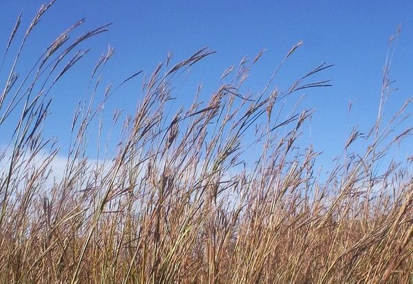 Big Bluestem grass