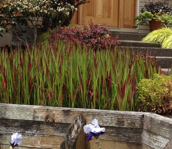 Blood grass in the garden