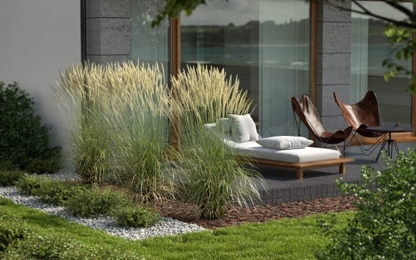 Feather reed grass in the home backyard