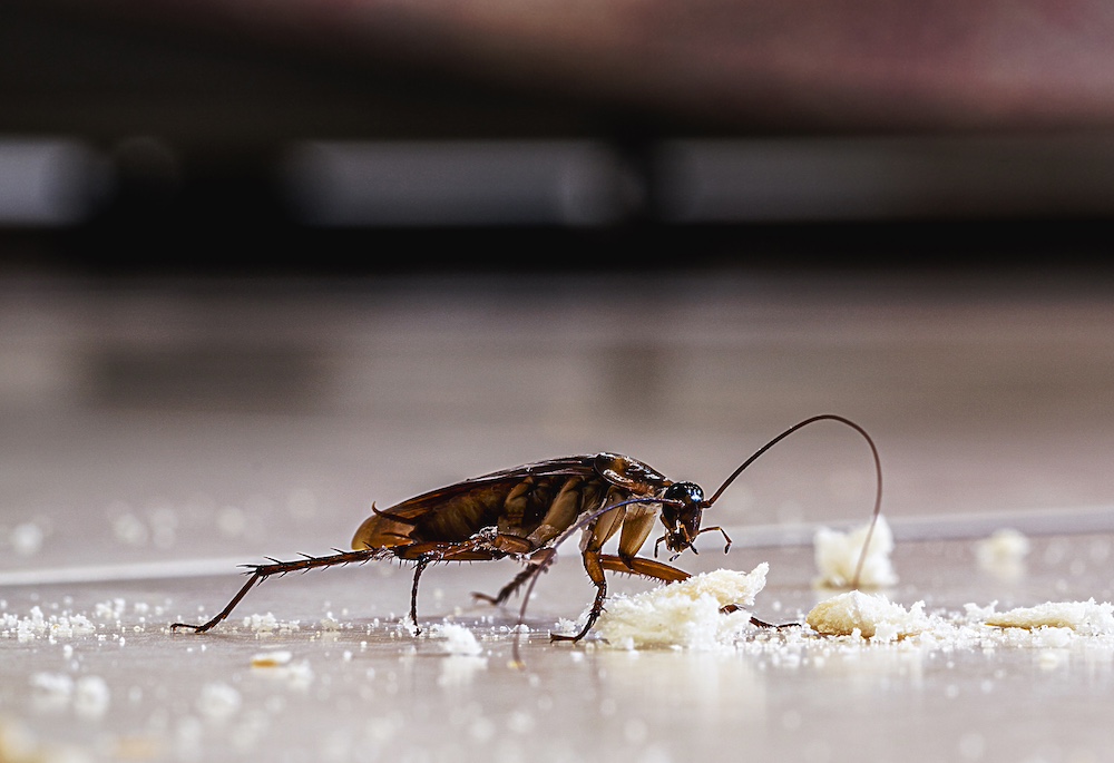 Home Remedies to Get Rid of Cockroaches