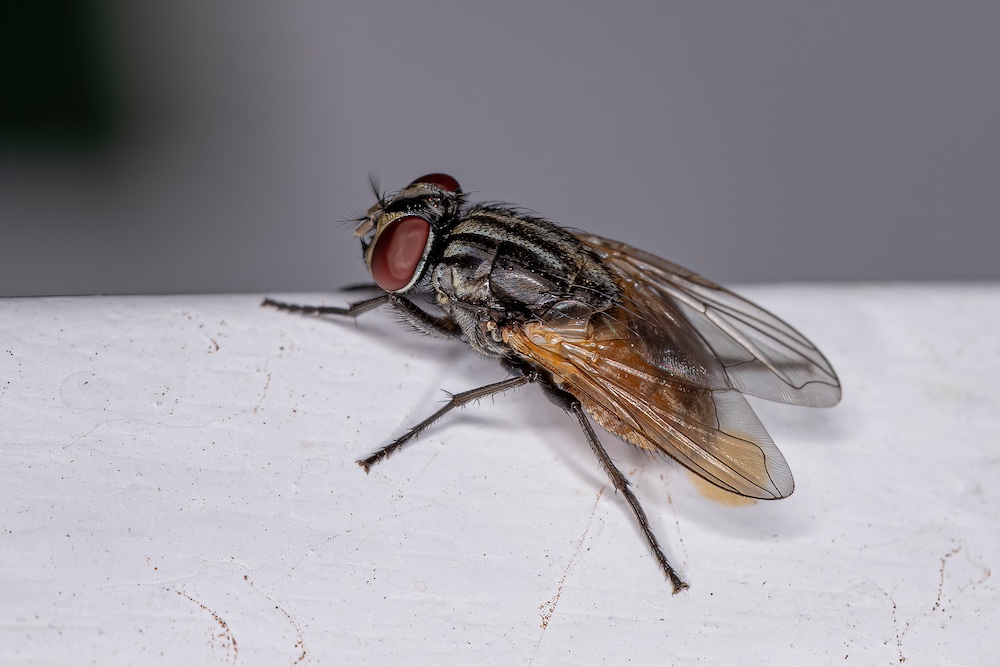 Home Remedies to Get Rid of Flies