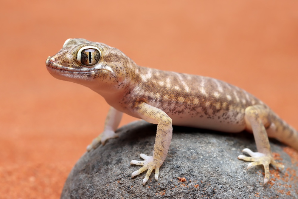Home Remedies to Get Rid of Lizards