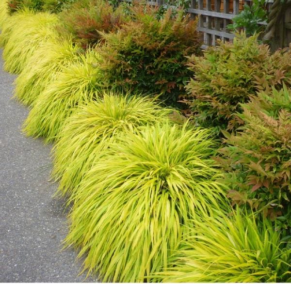 Japanese Forest Grass