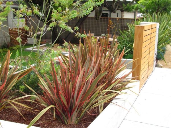 New Zealand Flax in the garden premise