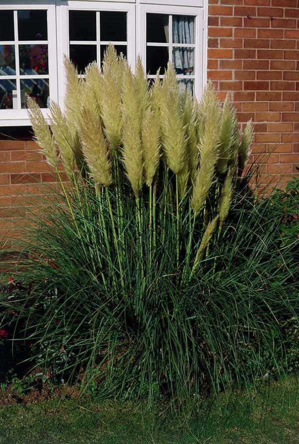 Pampas Grass near the house