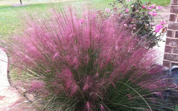 Pink Muhly Grass