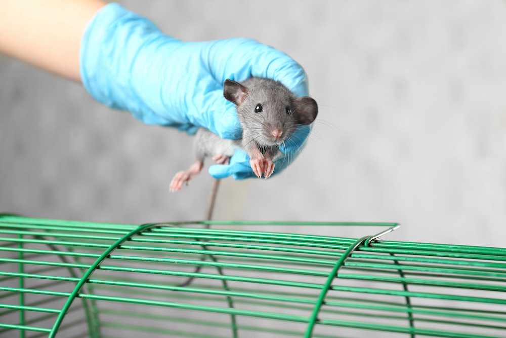 Prevent Rats