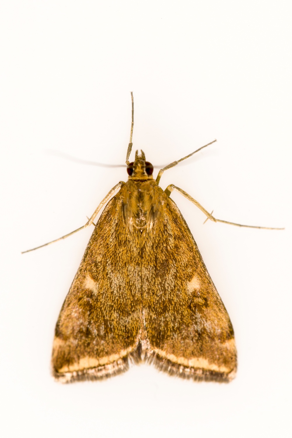 Remedies to Get Rid of Moth