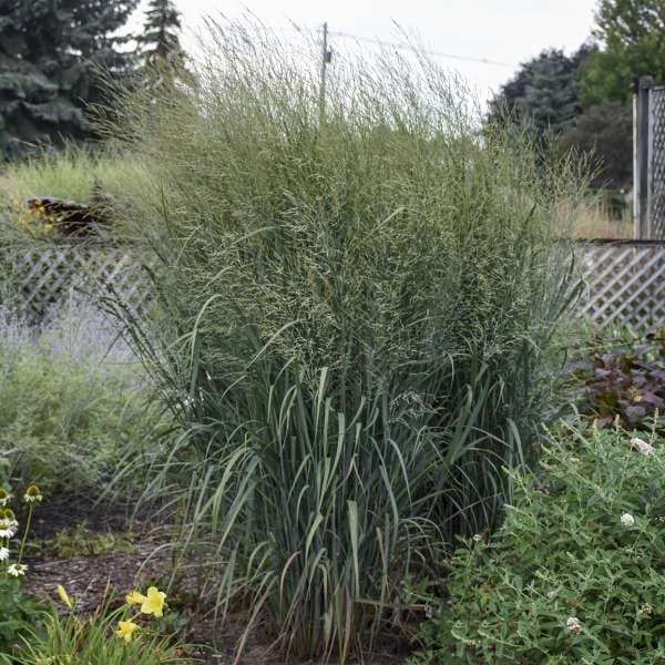 Switchgrass in the garden