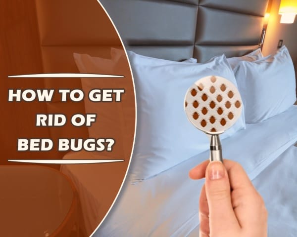 Tips to get rid of bed bugs