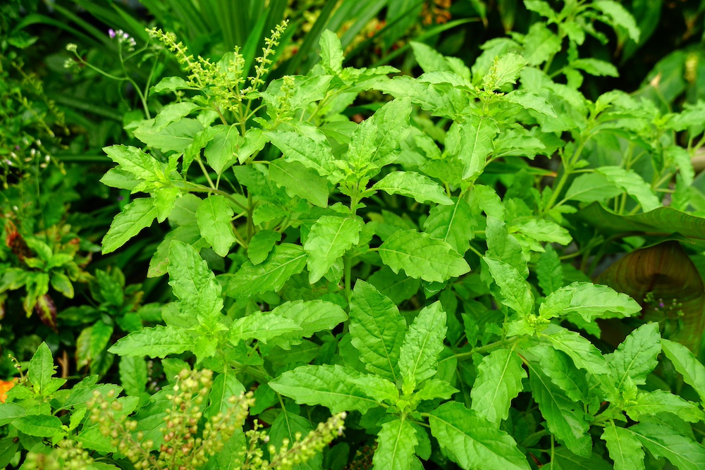 Tulsi Plant