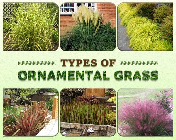 Types of Ornamental Grass