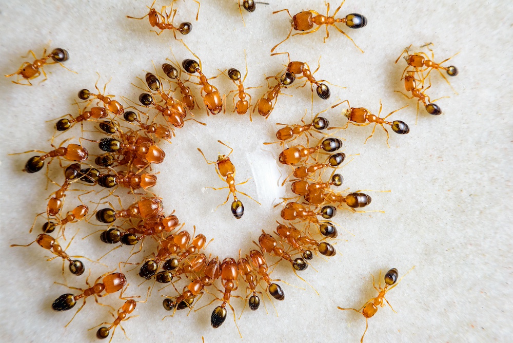 Ways to Get Rid of Ants