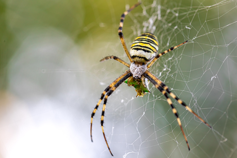 Ways to Get Rid of Spiders