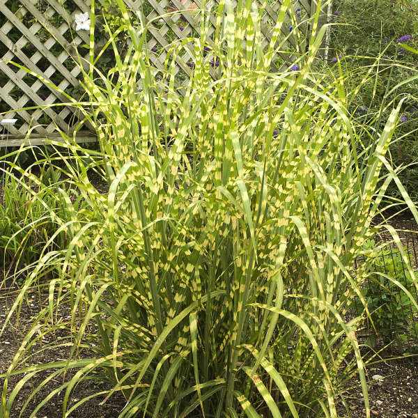 Zebra grass on the ground