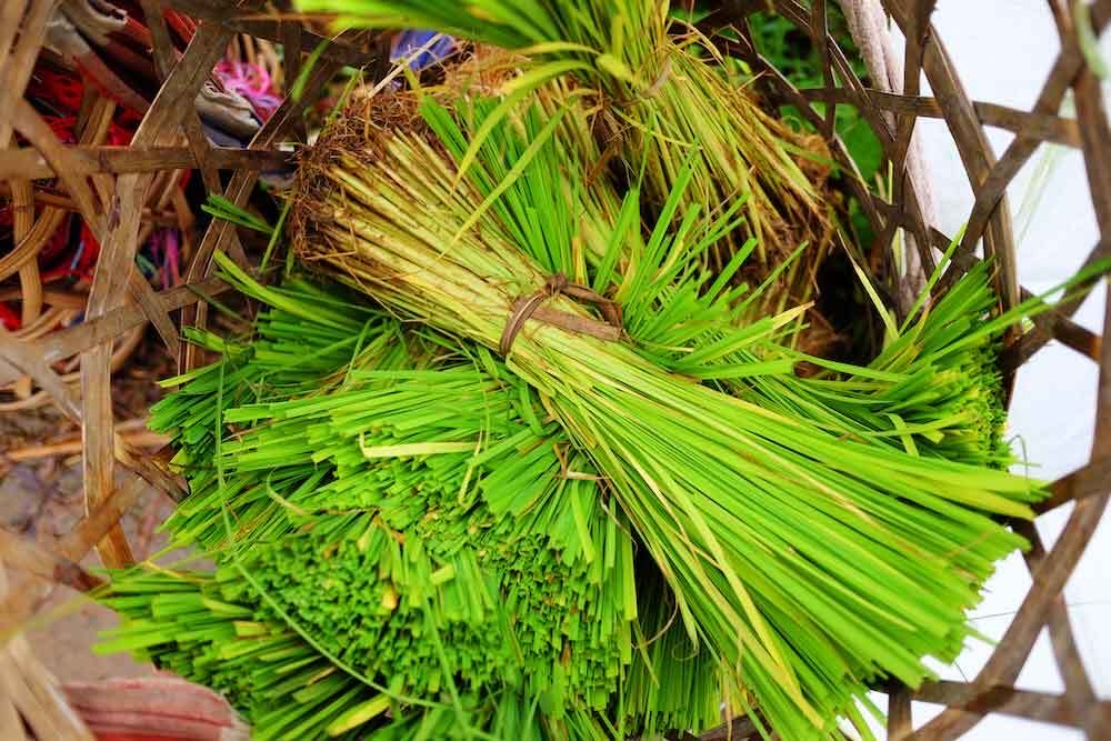 Cleaning Vetiver Grass Roots