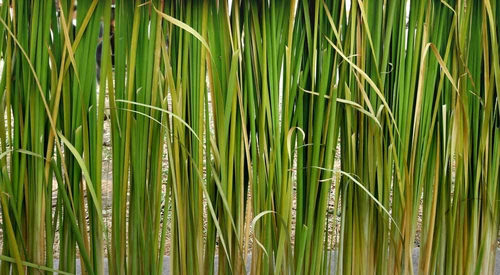 Vetiver Grass Harvesting