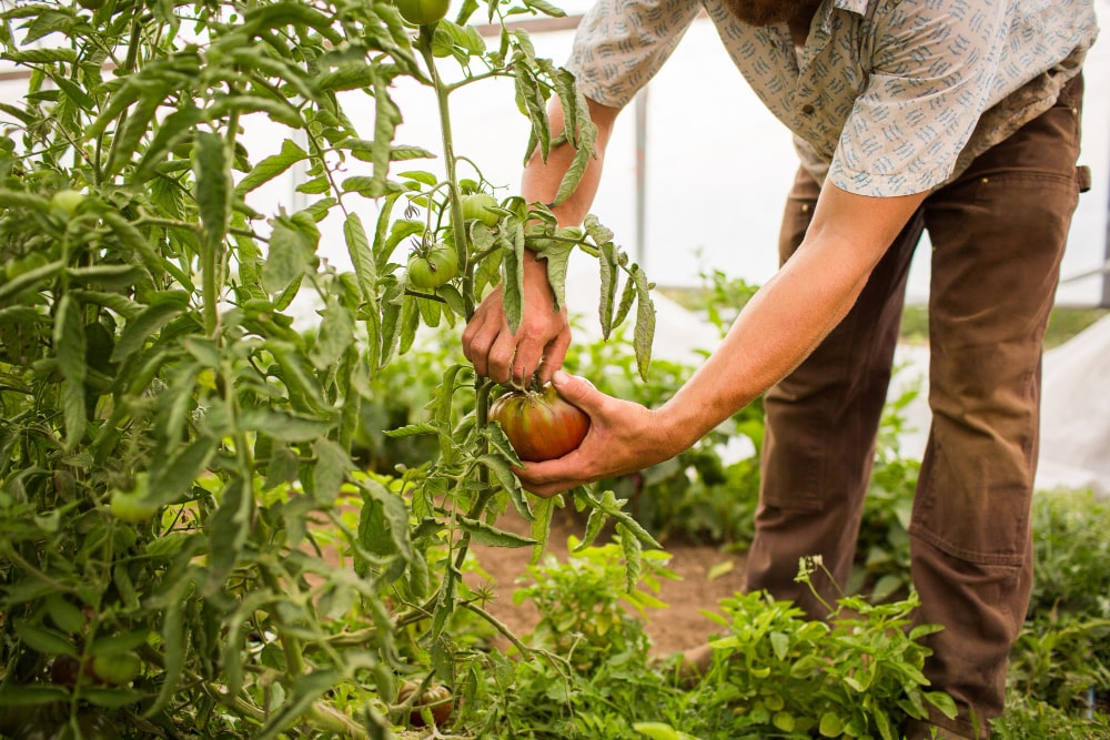 Harvest the Herb Plant