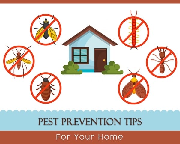 Pest Prevention Tips for Your Home