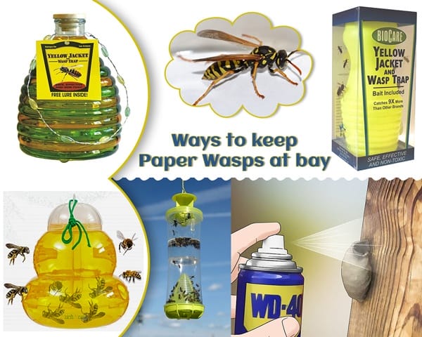 Tips to Stay Safe from Paper Wasps