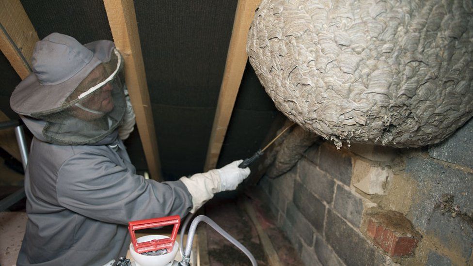 Wasp Removal by Professionals