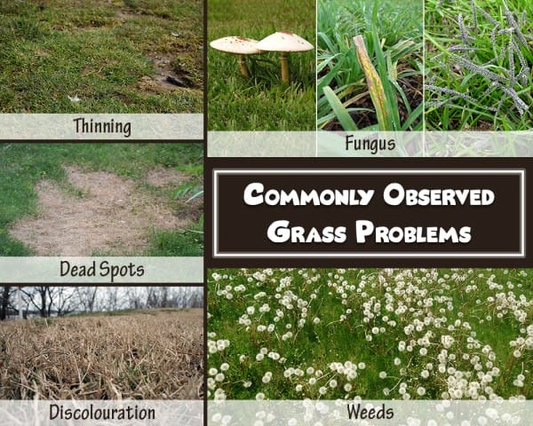 Common Grass Problems