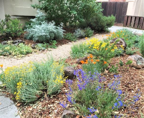 Native Plants