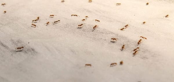 Baking Soda Keeps Ants Away
