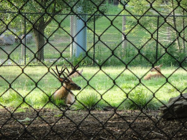 Deer Fencing