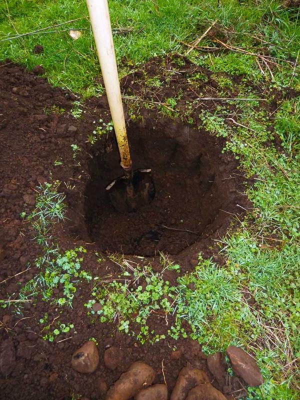 Dig a Hole for Planting Backyard Fruit Trees