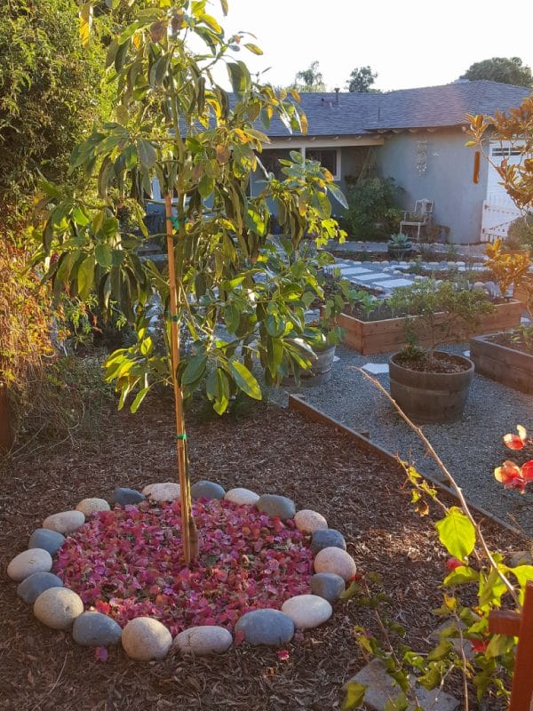 Enough Sunlight is Necessary for Fruit Trees
