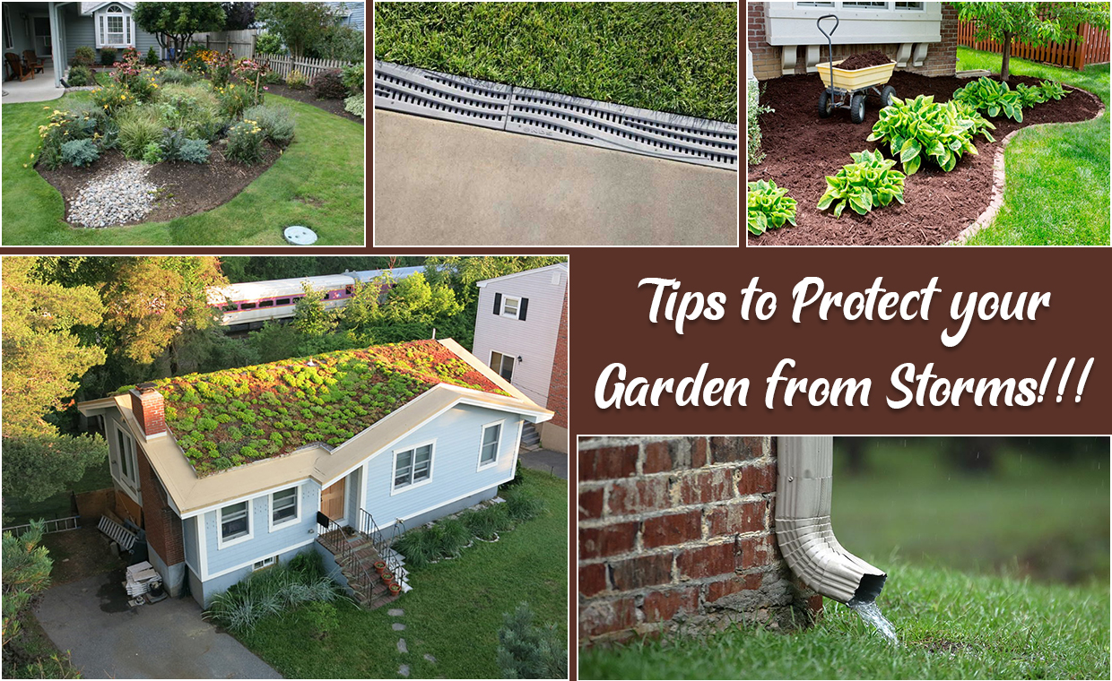 Landscaping Tips for Storm