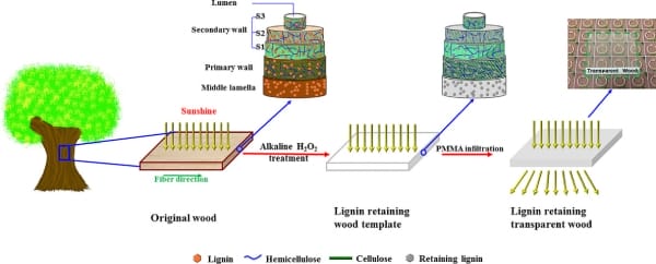 Manufacturing Process of Transparent Wood