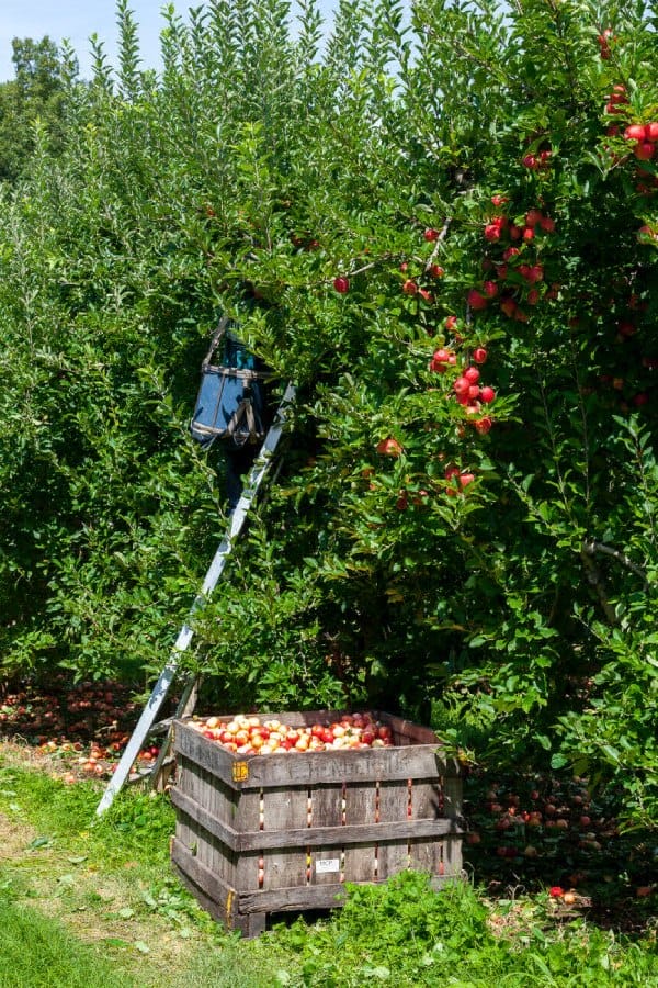 Obtain Quality Home Grown Fruits from Your Backyard