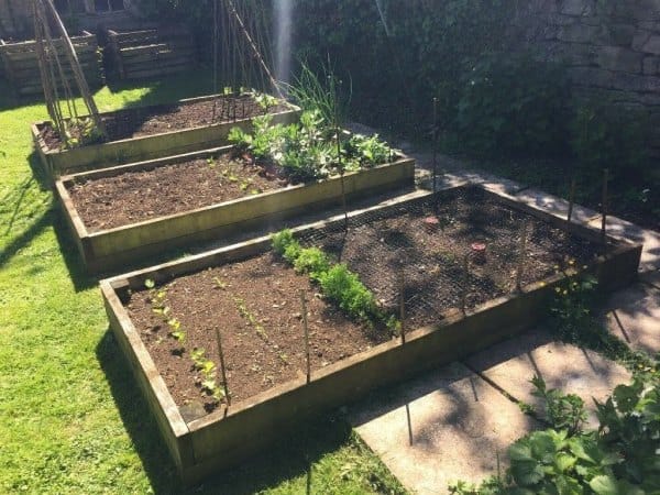 Planting Backyard Fruit Trees in a Raised Bed