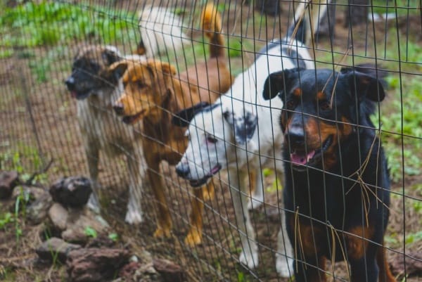 Protection from Animals due to Fencing