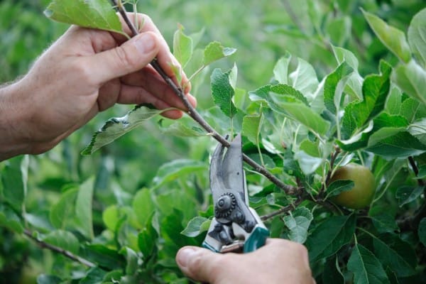 Pruning Your Backyard Fruit Trees