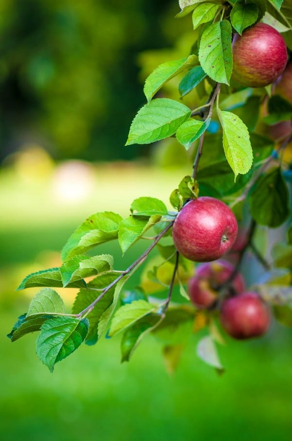 Selecting the Right Trees to Grow in Your Backyard