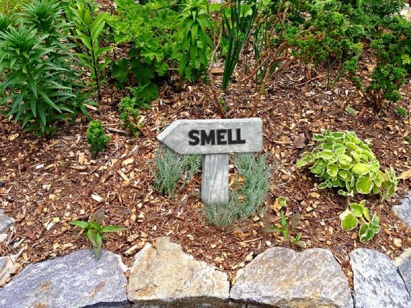 Sense of Smell in Sensory Garden