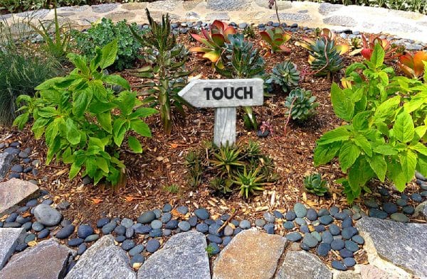 Nonetheless, you can include bamboo or any other short and tufty plants for sensory experience.