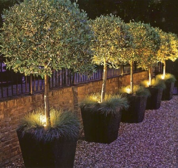 Uplighting in Garden