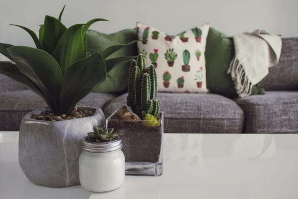 Add Indoor Plant