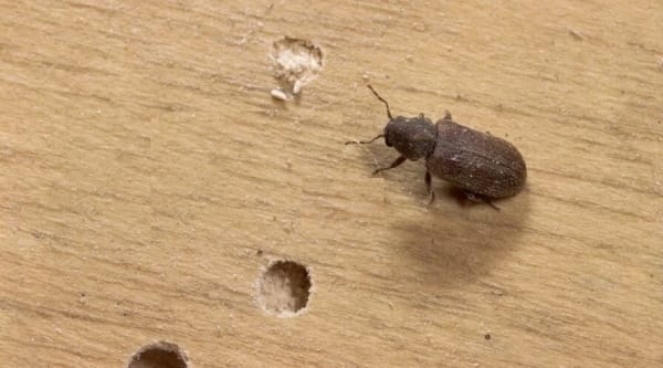 Beetles in Timber