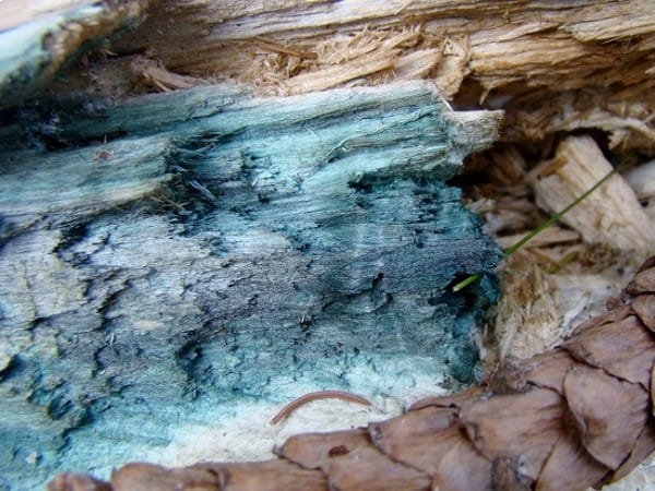 Blue Timber Stain