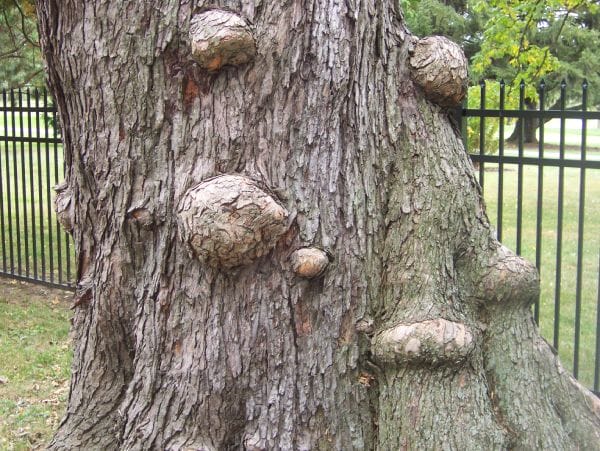 Burls in Tree
