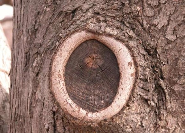 Callus in Tree